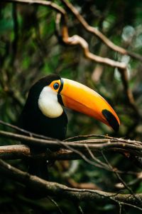 Toucan in the jungle